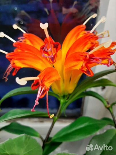 Эсхинантус