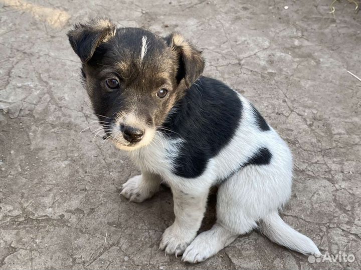 Альфа в поисках дома