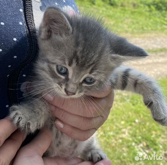 Отдам бесплатно котят