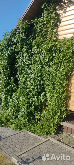 Саженцы девичий виноград