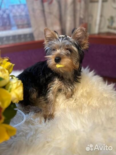 Йоркширский терьер мини беби фейс