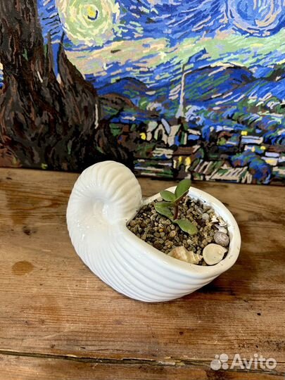 Денежное дереао в белых керамических ракушках