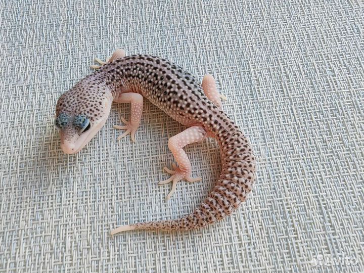 Геккон эублефар