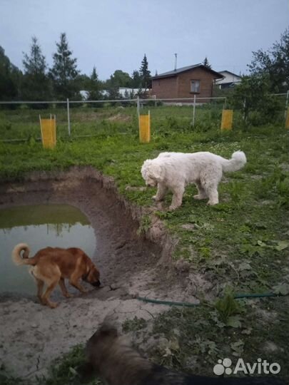 Южнорусская овчарка