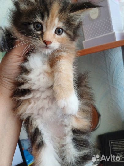 Обалденные котята самой крупной породы мейн-кун де