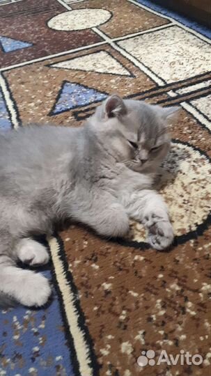 Британские котята