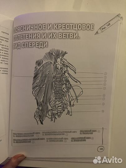 Учебник-раскраска по Анатомии