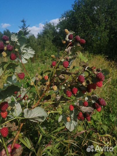 Кусты малины, садовая крупная малина-300руб.за 1л