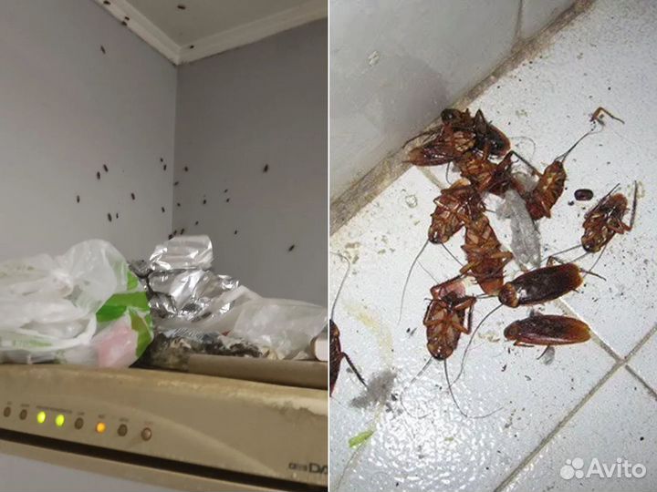 Уничтожение тараканов клопов Дезинфекция