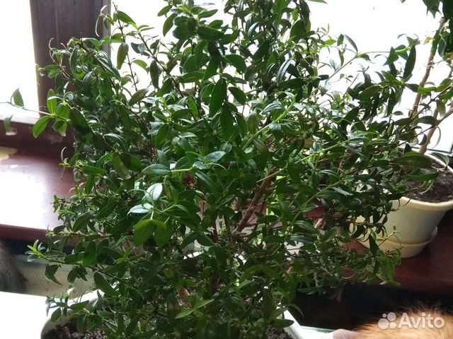 Бересклет форчуна комнатный,кротон, мирт