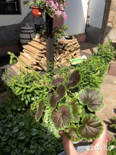 Пеларгонии сортовые