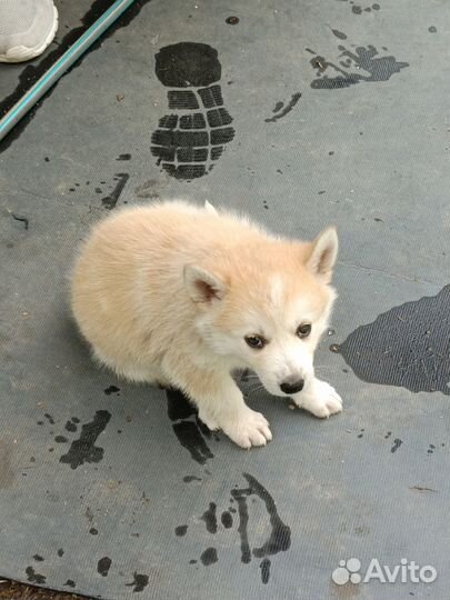 Щенки Хаски