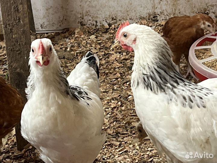 Петушки молодые, 2,5-3 месяца