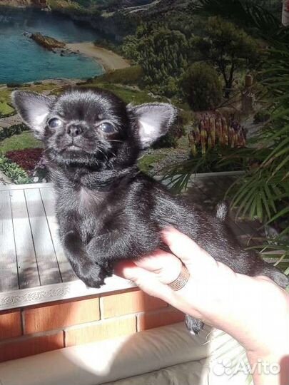 Чихуахуа мальчик мини