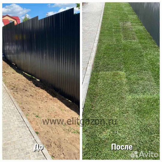 Рулонный газон мятлик