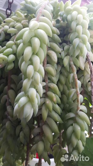 Очиток Моргана