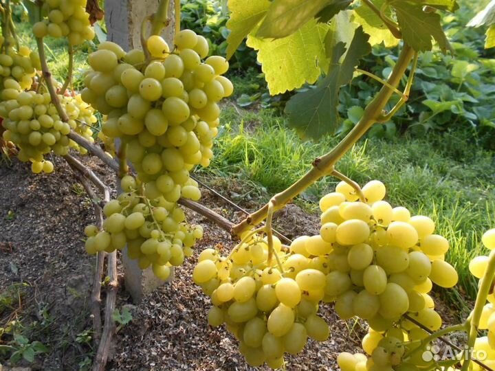 Саженцы винограда Нельсон