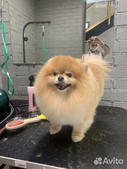 Груминг, уз чистка зубов