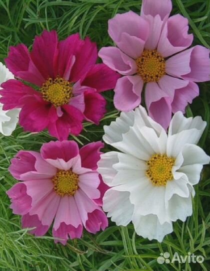 Космея Морская ракушка 0,5 гр