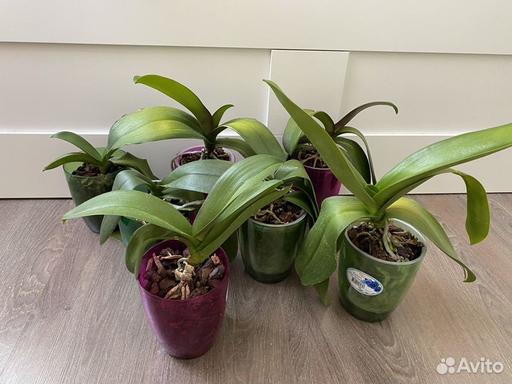 Орхидея фаленопсис