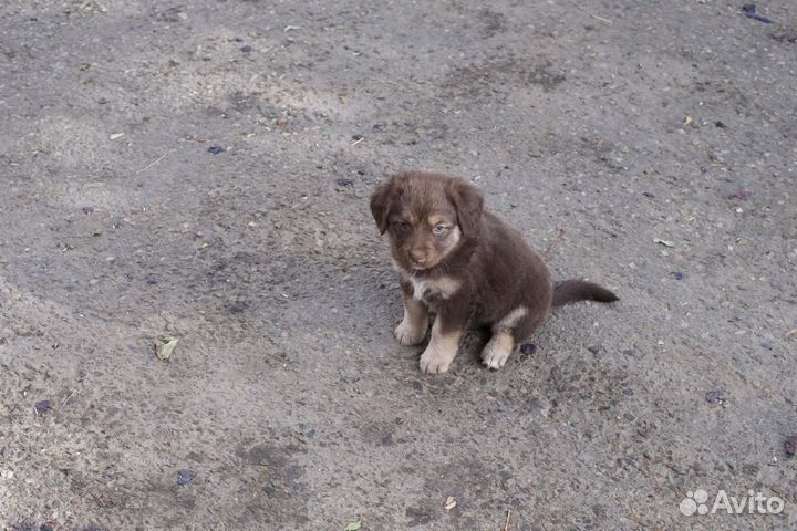 Щенок в добрые руки бесплатно