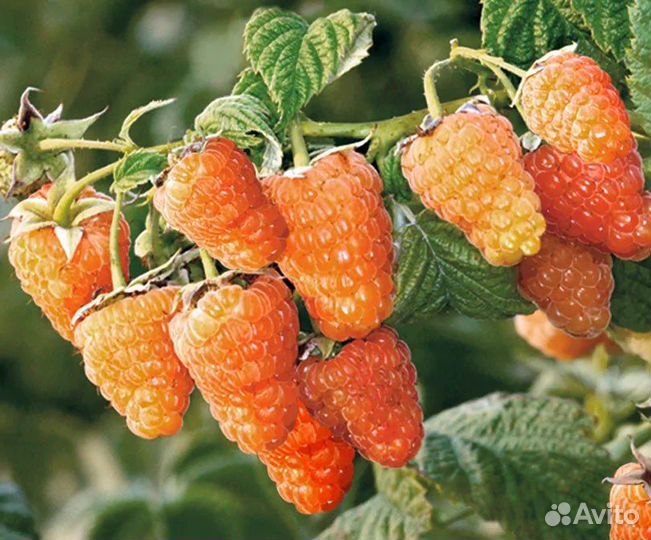 Саженцы ремонтантной красной малины, желтой малины