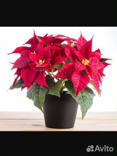 Цветы Пуансеттия рождественская звезда