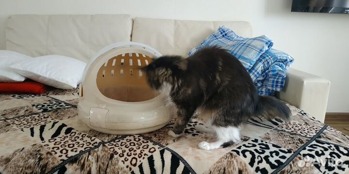 Переноска для кошек пластиковая