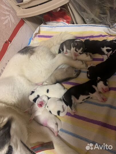 Щенки хаски