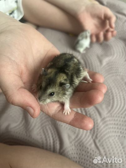 Джунгарский хомяк