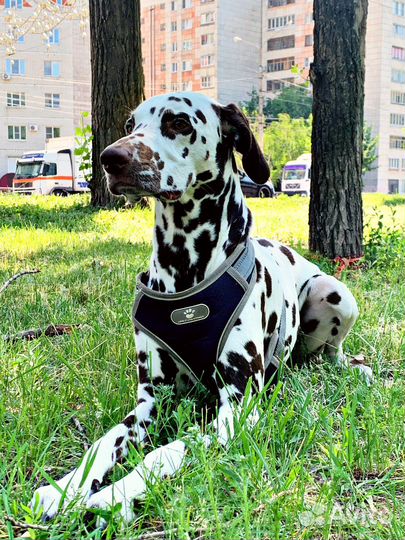 Далматин вязка