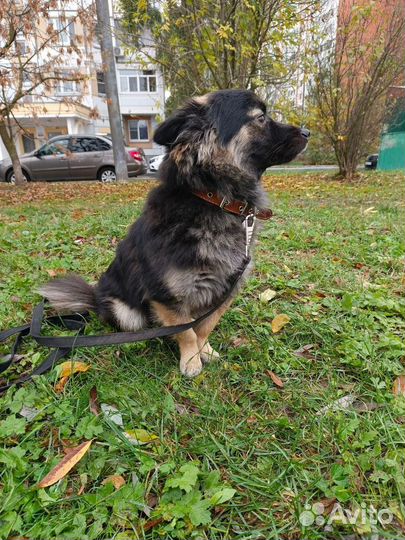 В добрые руки