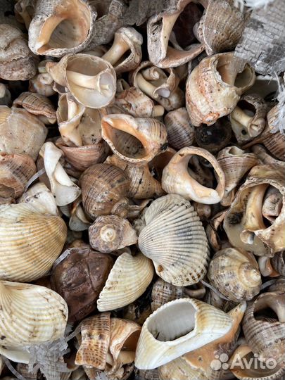Ракушка Морские ракушки для аквариума и декора