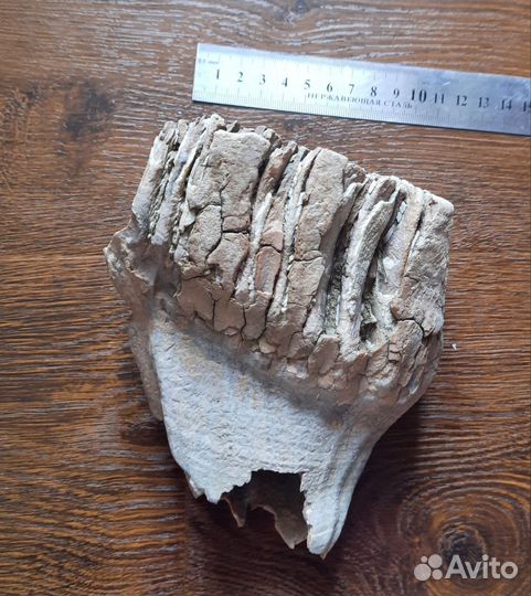 Зуб мамонта