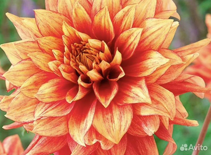 Георгины клубни