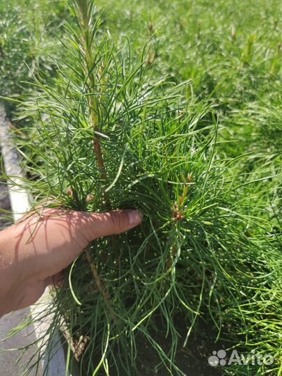 Сеянцы сосны зкс в розницу