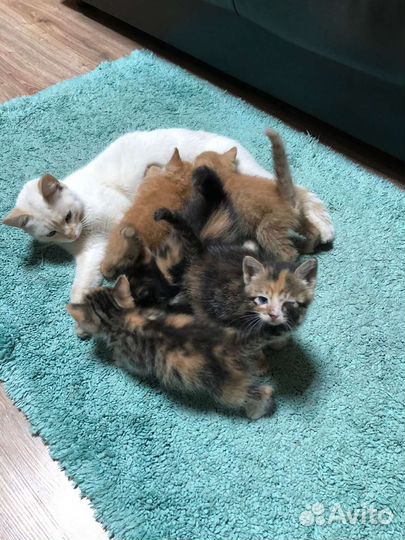 Котята в дар