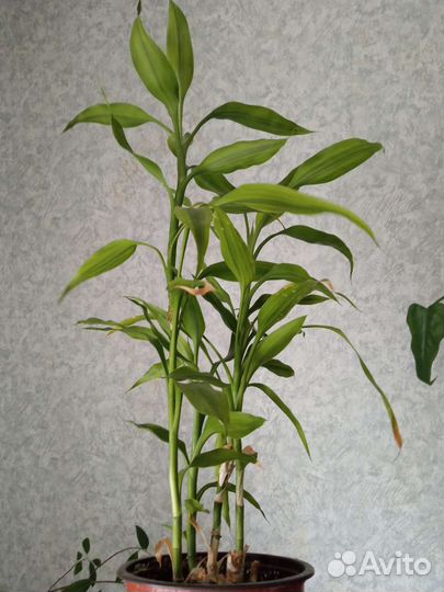 Продам цветы комнатные