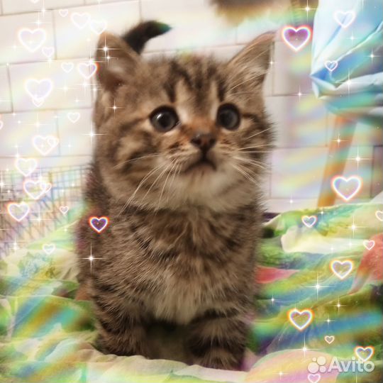 Котенок девочка ищет дом