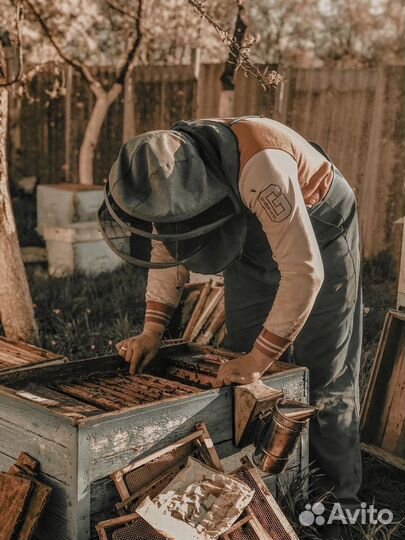 Пчелопакеты 3+1