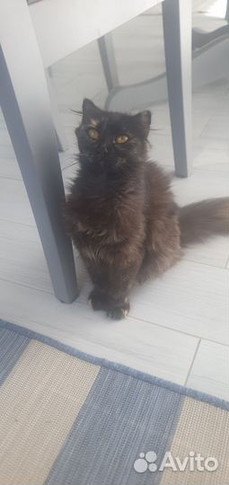 Кошка в дар
