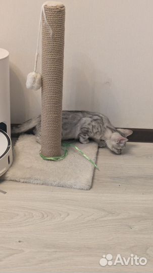 Бенгальские котята