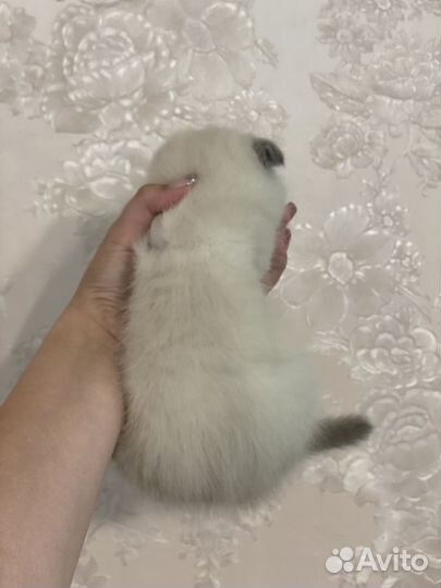 Шотландский вислоухий
