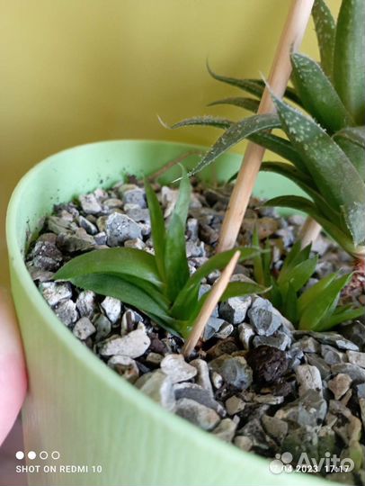 Редкие суккуленты