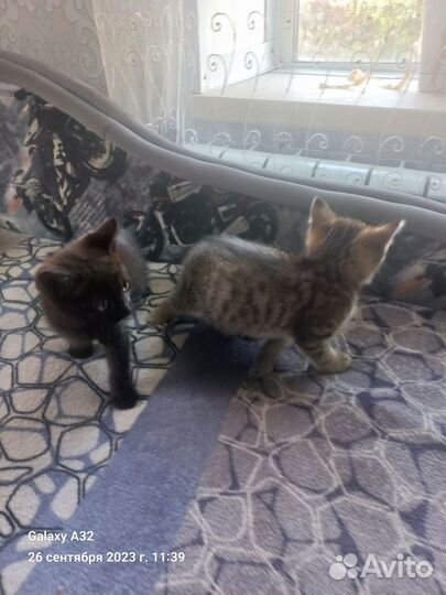 Отдам котят в добрые руки