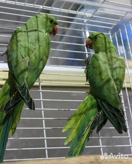 Индийские кольчатые попугаи