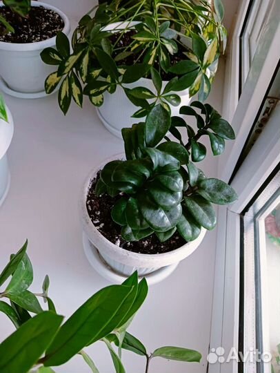 Замиокулькас зензи