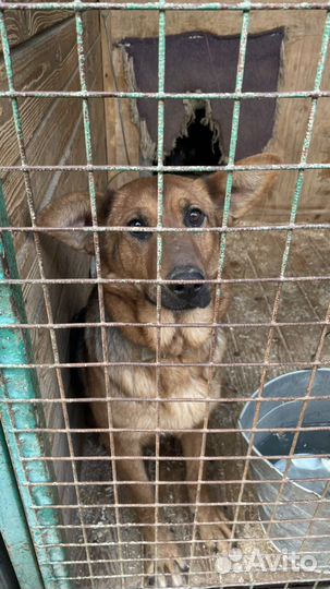 Собака по кличке Забава, живет в приюте