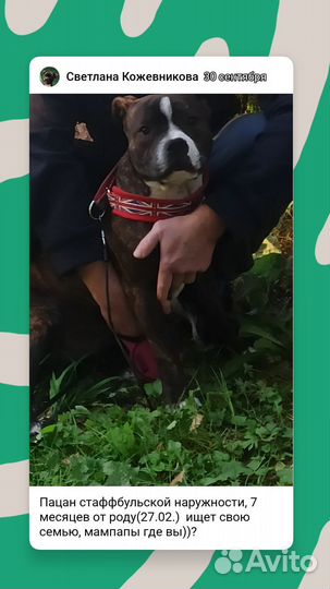 Стаффордширский бультерьер щенки