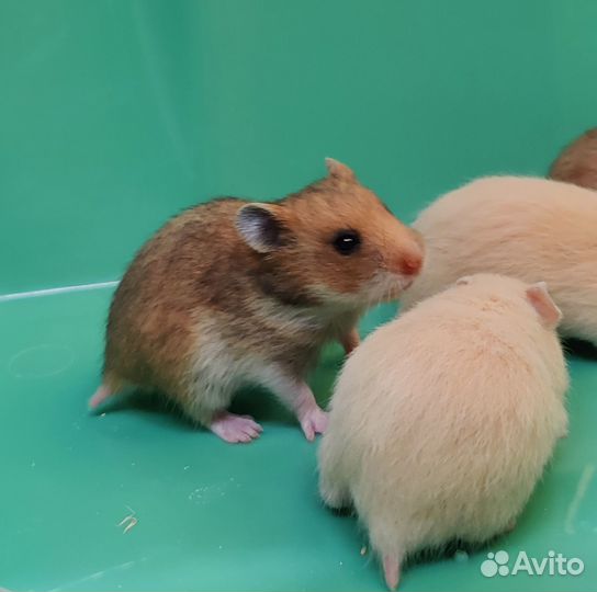 Сирийские Хомяки от Заводчика Товары